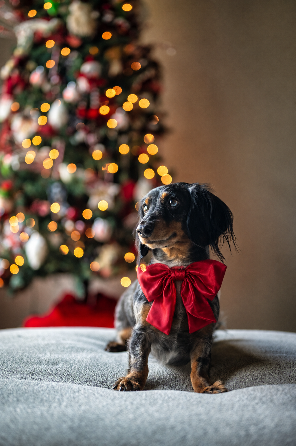 Christmas Dog Bow – Luxe Red Satin