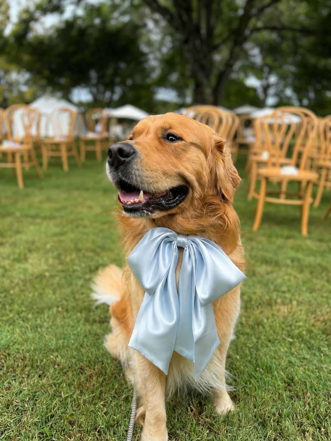 Custom Colour Satin Collar Bow