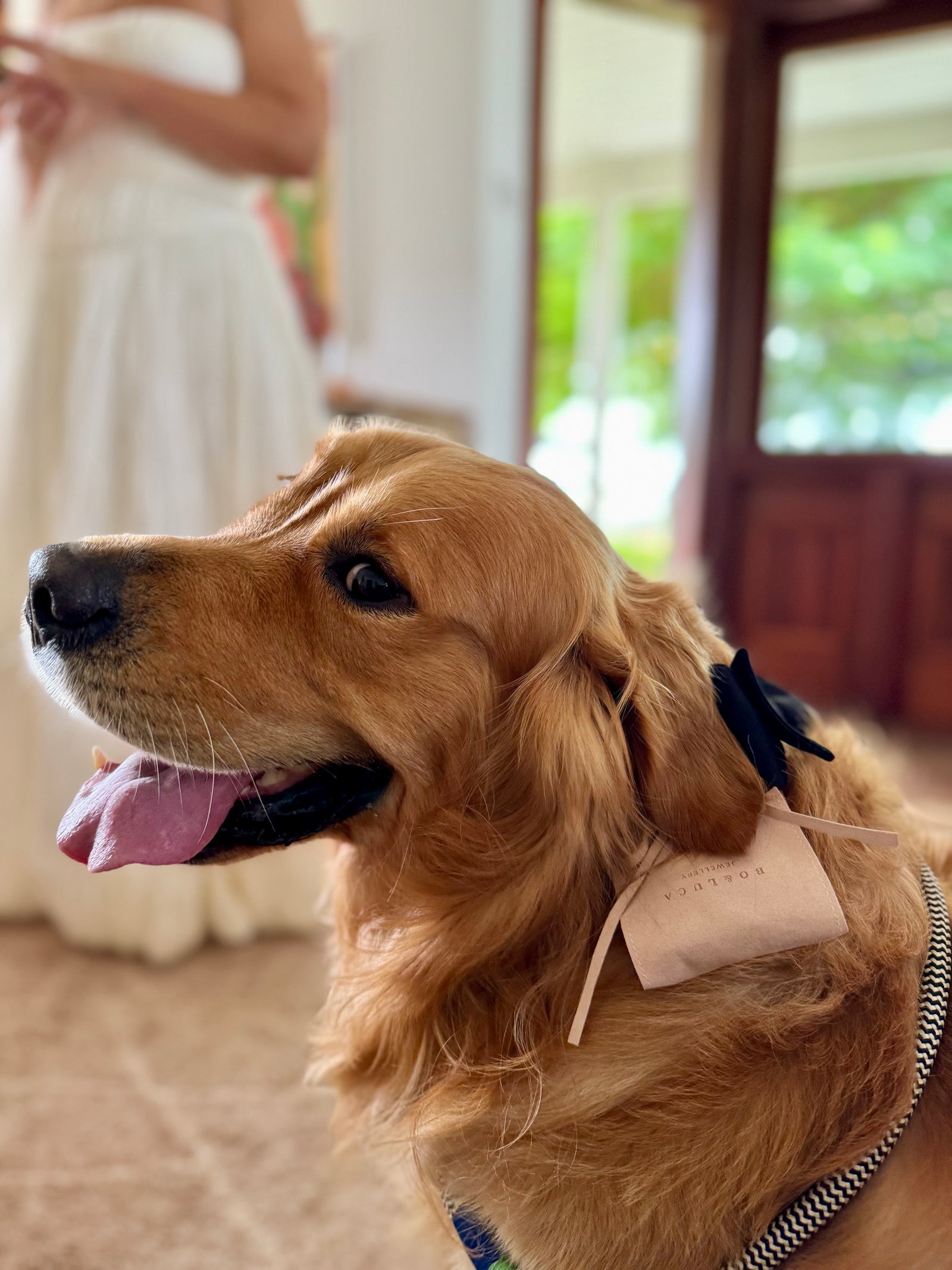 The whole party, paws included.