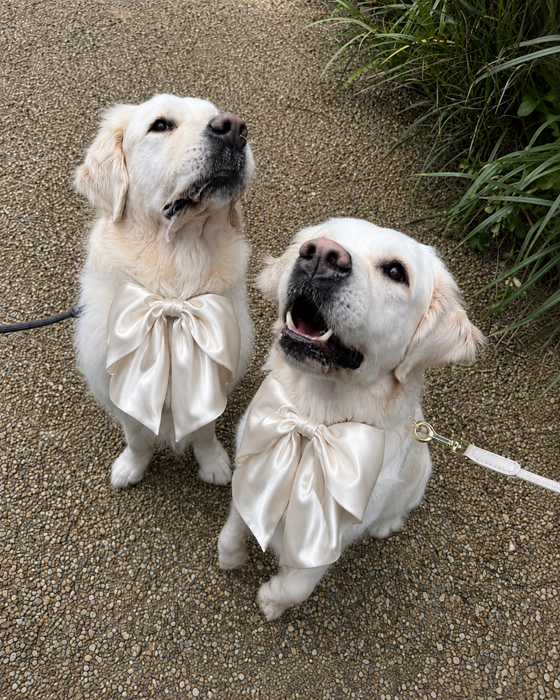 Off-White Satin Collar Bow