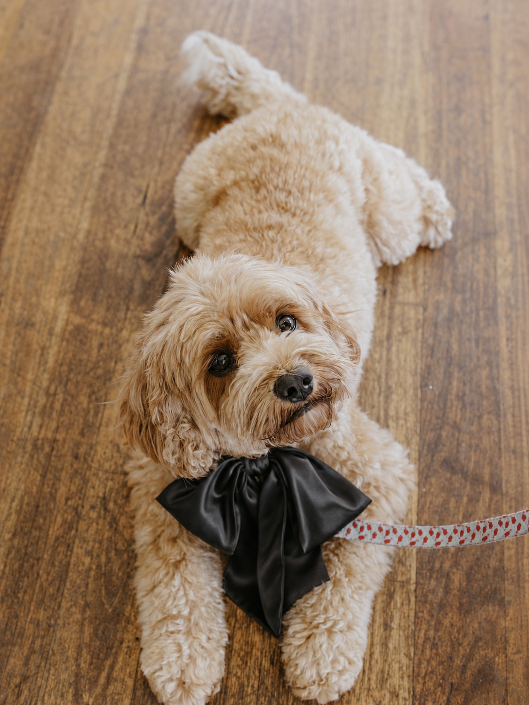 Black Satin Collar Bow