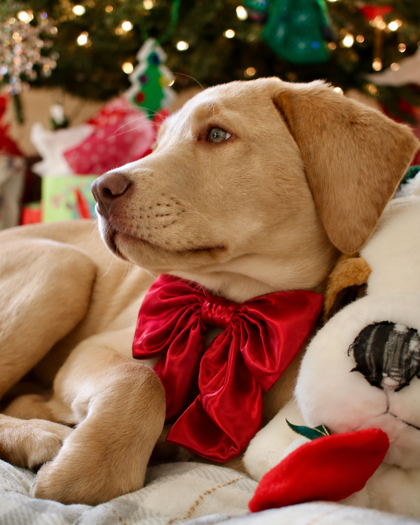 Christmas Dog Bow – Luxe Red Satin