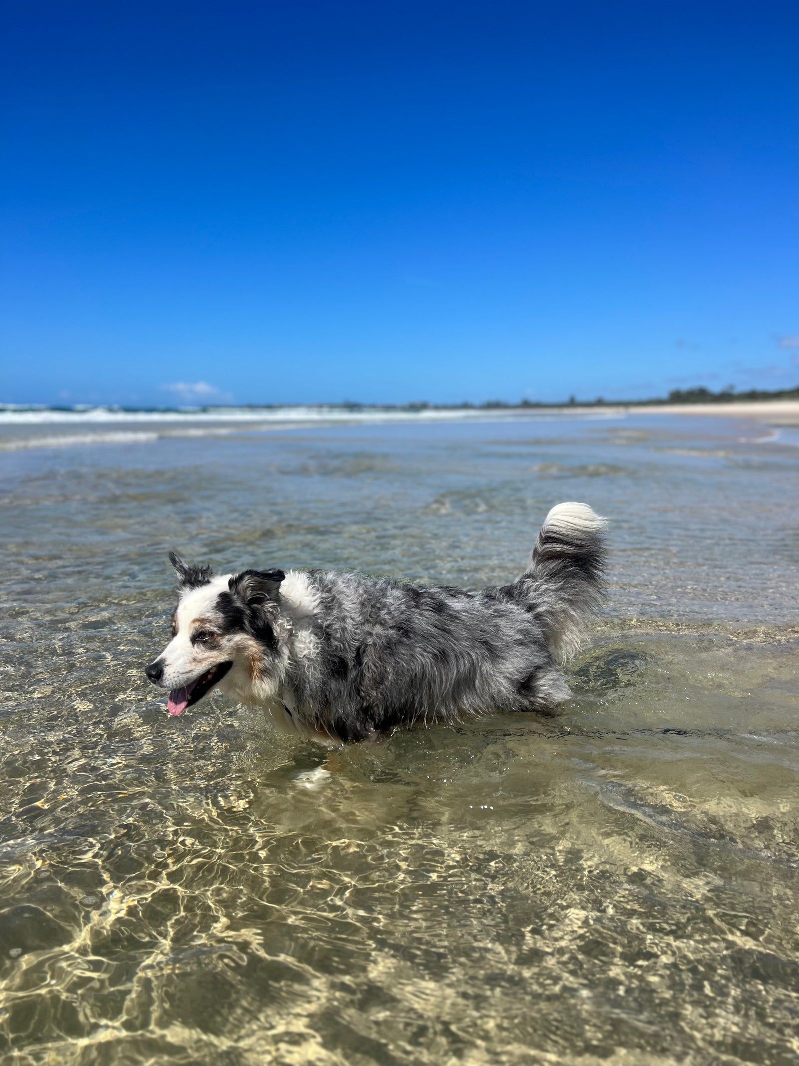 We care for your canine when you can't.
